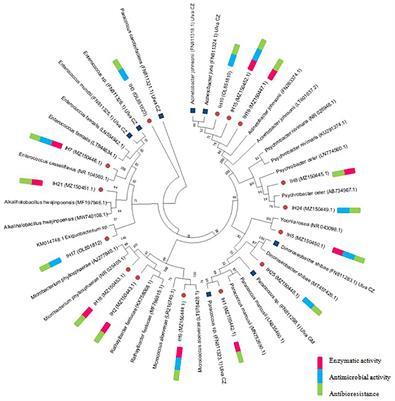 Biotechnological potential of Ulva ohnoi epiphytic bacteria: enzyme production and antimicrobial activities